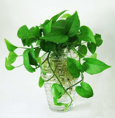  Cây trầu bà không chỉ có tác dụng trang trí cho không gian nội và ngoại thất, mà còn có khả năng hấp thụ các khí độc hại như khói thuốc, khí thải từ động cơ, bức xạ từ thiết bị điện tử và các khí benzen. Vì vậy, cây trầu bà thường được coi như một bộ lọc không khí tự nhiên trong nhà.