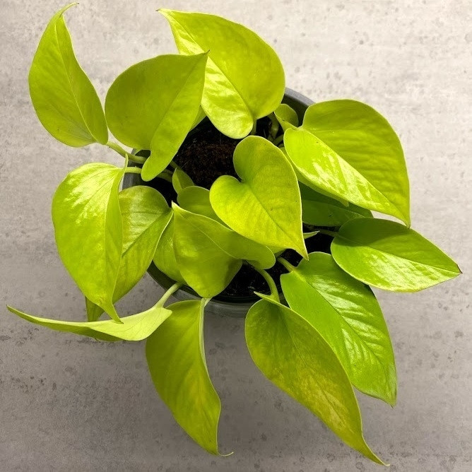  Tuy cây trầu bà có khả năng hấp thụ một phần bức xạ từ các thiết bị điện tử, nhưng bức xạ từ truyền hình thường quá mạnh. Nếu đặt cây trầu bà ở đây, nó có thể không phát triển tốt và lá cây có thể chuyển sang màu vàng.