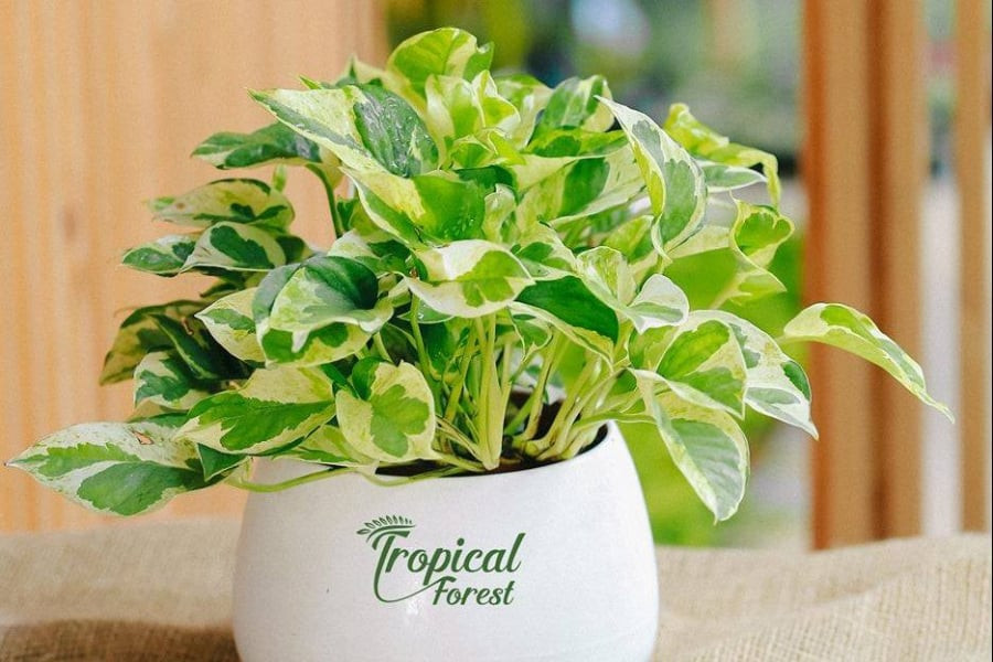  Cây trầu bà hợp với người mệnh nào nhất?: Theo quan niệm phong thủy, cây trầu bà thường được xem như biểu tượng của sự phát triển và sự sống mạnh mẽ. Điều này xuất phát từ sức sống mạnh mẽ của cây trầu bà, có khả năng sinh sôi và phát triển trên nhiều loại địa hình khác nhau. Do đó, nhiều người trồng cây trầu bà trong nhà để mong muốn sức khỏe và may mắn trong việc sinh con và nuôi dưỡng gia đình. 