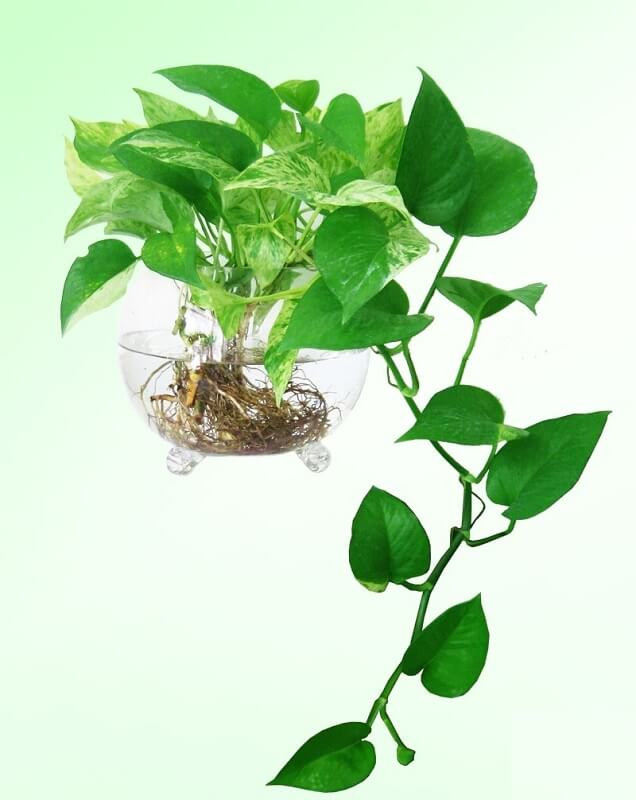  Tránh đặt cây trầu bà dưới ánh nắng mặt trời quá mạnh: Cây trầu bà cần ánh sáng để phát triển, nhưng không nên để cây tiếp xúc trực tiếp với ánh sáng mặt trời quá mạnh. Loại cây này thường không chịu nổi nắng gắt và lá có thể bị cháy hoặc hỏng. 