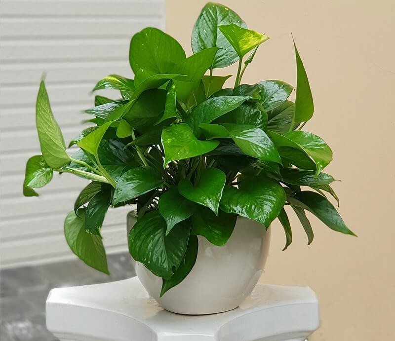 Tránh đặt cây trong các khu vực tối và ẩm ướt: Cây trầu bà thích bóng râm, nhưng không nên đặt nó trong môi trường quá ẩm ướt. Cả thân cây và lá cần ánh sáng để quang hợp và sản xuất chất diệp lục. Nếu không có đủ ánh sáng, lá có thể chuyển sang màu vàng và cây sẽ không phát triển đúng cách. 