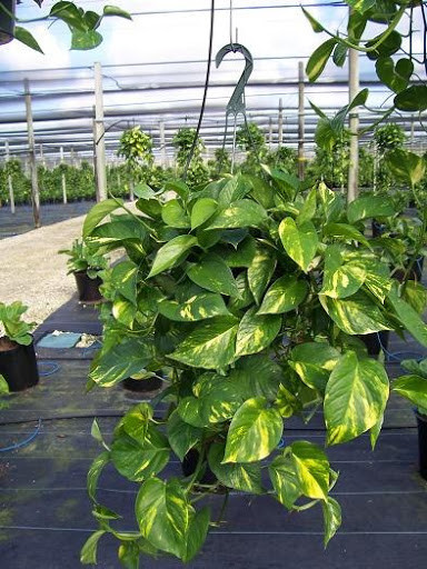 Người thuộc mệnh Kim và mệnh Thổ cũng có thể trồng cây trầu bà trong nhà. Tuy nhiên, trong trường hợp này, bạn nên lựa chọn chậu màu cam, đỏ, tím, xanh, nâu hoặc đen để kết hợp với phong thủy và tạo thêm sự cân bằng cho ngôi nhà của mình.