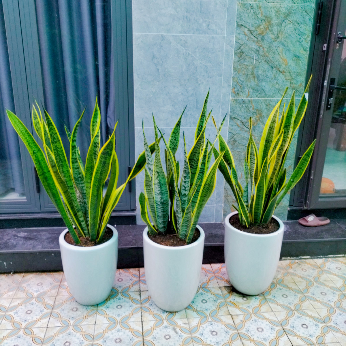 Đặc điểm của cây lưỡi hổ là có thân dạng dẹt, mọng nước, nhìn có vẻ sắc nhọn nguy hiểm nhưng thân rất mềm, không làm đứt tay khi chạm vào. Trên thân có 2 màu xanh và màu vàng dọc từ gốc đến ngọn. Cây lưỡi hổ khi ra hoa nở thành từng cụm, mọc từ phần gốc lên và có quả hình tròn.