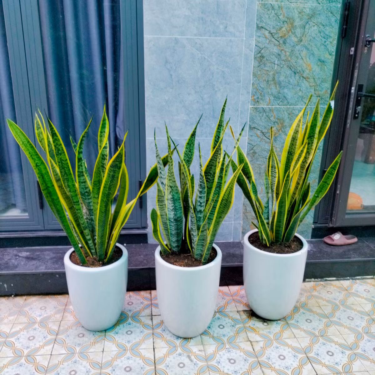 Đặc điểm của cây lưỡi hổ là có thân dạng dẹt, mọng nước, nhìn có vẻ sắc nhọn nguy hiểm nhưng thân rất mềm, không làm đứt tay khi chạm vào. Trên thân có 2 màu xanh và màu vàng dọc từ gốc đến ngọn. Cây lưỡi hổ khi ra hoa nở thành từng cụm, mọc từ phần gốc lên và có quả hình tròn.