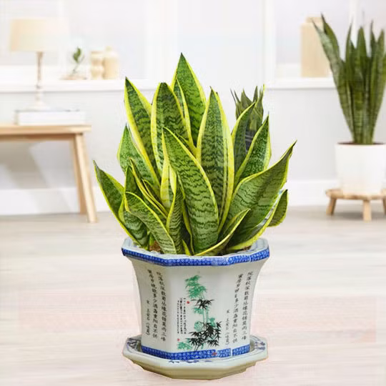 Lưỡi hổ là loại cây có nguồn gốc từ vùng nhiệt đới, có tới hơn 70 loài khác nhau như: Cây lưỡi hổ cọp, cây lưỡi hổ Thái, cây lưỡi hổ xanh... nhưng phổ biến nhất hiện nay là lưỡi hổ Thái và lưỡi hổ cọp.