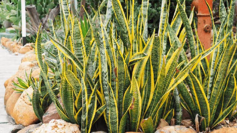  Ý nghĩa phong thuỷ của cây lưỡi hổ: Trong phong thuỷ, cây lưỡi hổ có tác dụng tốt trong việc trừ tà, xua đuổi ma quỷ và chống lại những điều không may mắn trong cuộc sống. Lá cây mọc thẳng đứng thể hiện sự quyết đoán, ý chí tiến lên của con người. Với dáng vẻ uy nghi từ thân đến ngọn của cây là biểu tượng cho sự uy quyền, danh gia vọng tộc. 