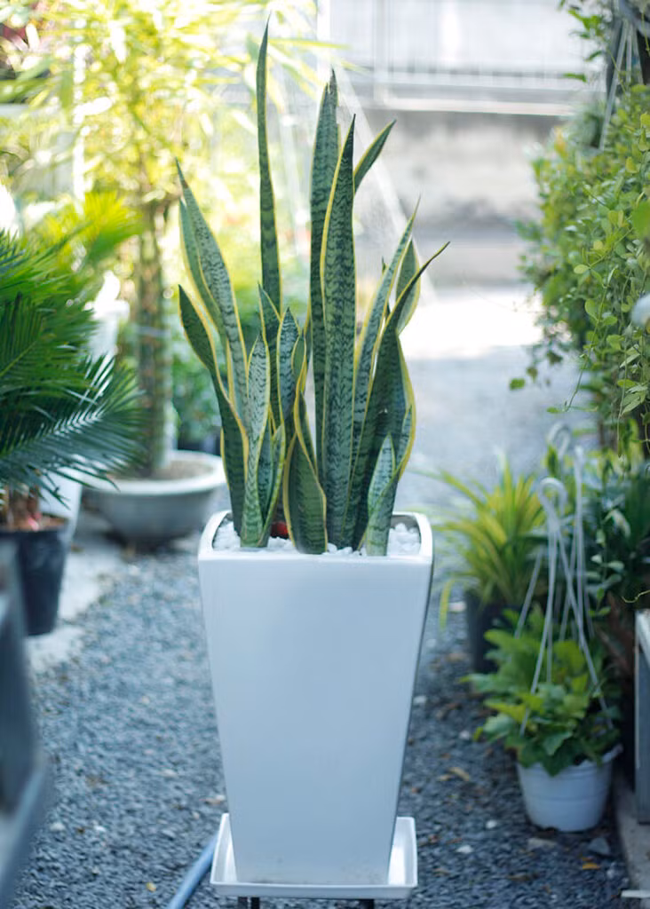 Để phát huy được tác dụng về phong thuỷ, ta nên tìm đặt vị trí phù hợp cho cây. Vị trí tốt sẽ giúp ta có được may mắn, thuận lợi hơn trong công việc và cuộc sống.