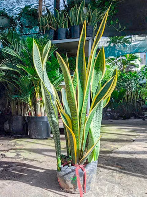 Những tuổi kỵ (khắc) với cây lưỡi hổ viền vàng là: Đinh Dậu (1957), Giáp Thìn (1964), Bính Dần (1986), Đinh Mão (1987), Giáp Tuất (1994), Ất Hợi (1995),…