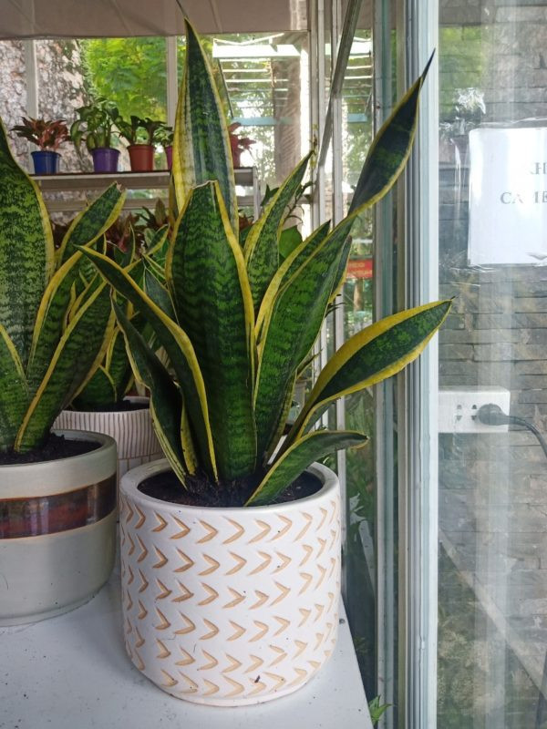  Những tuổi kỵ (khắc) cây lưỡi hổ vàng là: Bính Ngọ (1966), Đinh Mùi (1967), Giáp Dần (1974), Ất Mão (1975), Nhâm Tuất (1982), Đinh Sửu (1997),…