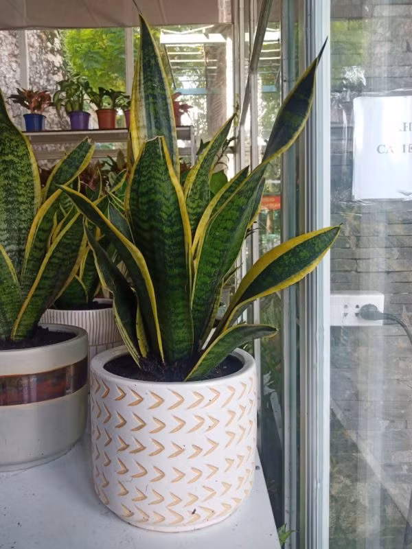  Những tuổi kỵ (khắc) cây lưỡi hổ vàng là: Bính Ngọ (1966), Đinh Mùi (1967), Giáp Dần (1974), Ất Mão (1975), Nhâm Tuất (1982), Đinh Sửu (1997),…