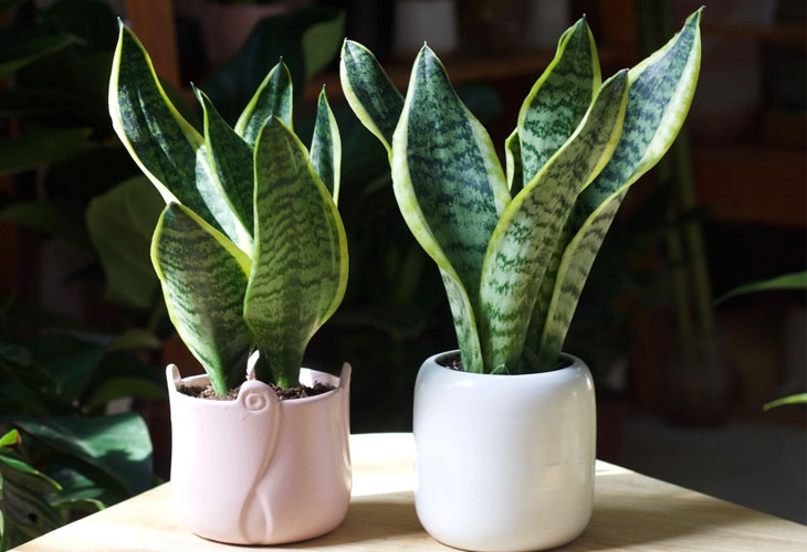  Bên cạnh đó, cây lưỡi hổ là một trong những loài cây có rất nhiều công dụng tốt đối với sức khỏe. Nếu trồng lưỡi hổ trong nhà có rất nhiều công dụng như khiến giấc ngủ ngon hơn do cây lưỡi hổ có chức năng hấp thụ CO2 và thải ra O2 ngay cả ban đêm. 