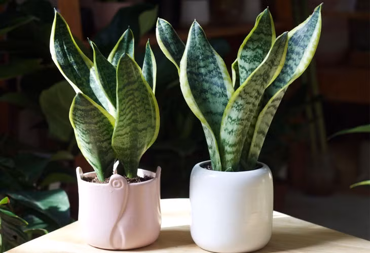  Bên cạnh đó, cây lưỡi hổ là một trong những loài cây có rất nhiều công dụng tốt đối với sức khỏe. Nếu trồng lưỡi hổ trong nhà có rất nhiều công dụng như khiến giấc ngủ ngon hơn do cây lưỡi hổ có chức năng hấp thụ CO2 và thải ra O2 ngay cả ban đêm. 