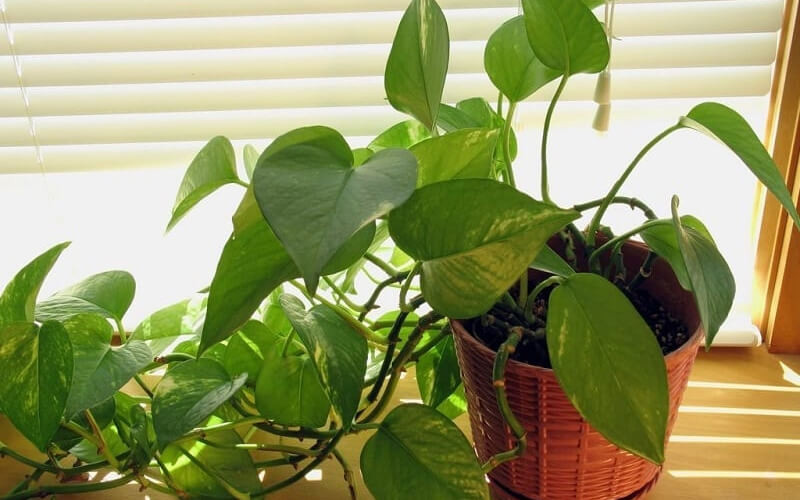  1. Cây trầu bà: Cây trầu bà hay còn được gọi trong khoa học là cây Pothos. Cách mọc của chúng khá đặc biệt, thay vì thẳng tắp thì lại uốn khúc xinh xắn, khiến người nhìn cảm thấy cực kỳ ưng mắt và dễ bị thu hút.