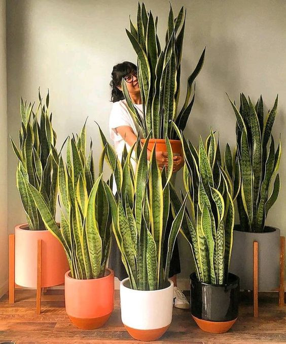  5. Cây lưỡi hổ: Trong phong thủy, cây lưỡi hổ là loài mang ý nghĩa tốt đẹp và tích cực. Chúng có tác dụng xua đuổi điềm xấu, mang đến cho gia chủ may mắn và sự tốt lành. Bởi vậy, không khó hiểu khi loài cây này nhận được tình yêu của rất nhiều người - kể cả những người không phải dân chuyên chơi cây. 