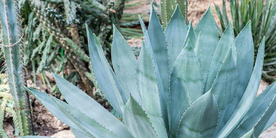  3. Cây thùa: Trong sự hối hả và nhộn nhịp của thành phố, một chút màu xanh chắc chắn là sự hiện diện "chữa lành" nhất. Và sắc xanh của cây thùa là một trong số những loài được dân chơi cây cảnh đặc biệt say mê. 