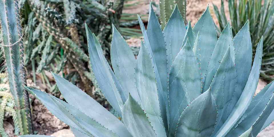  3. Cây thùa: Trong sự hối hả và nhộn nhịp của thành phố, một chút màu xanh chắc chắn là sự hiện diện "chữa lành" nhất. Và sắc xanh của cây thùa là một trong số những loài được dân chơi cây cảnh đặc biệt say mê. 