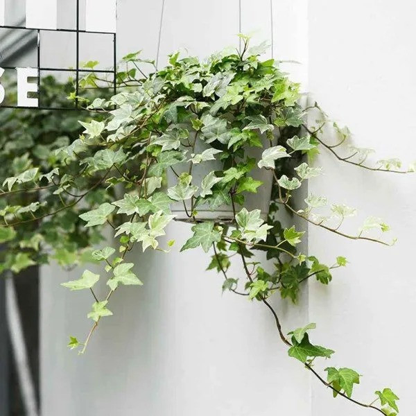 Yêu cầu tăng trưởng của cây thường xuân cực kỳ đơn giản. Ngay cả những người không "mát tay" với cây xanh cũng có thể dễ dàng nuôi trồng nó.