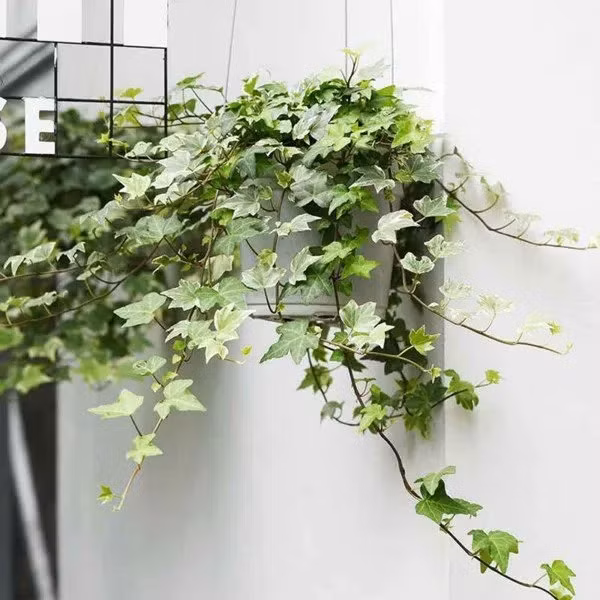 Yêu cầu tăng trưởng của cây thường xuân cực kỳ đơn giản. Ngay cả những người không "mát tay" với cây xanh cũng có thể dễ dàng nuôi trồng nó.