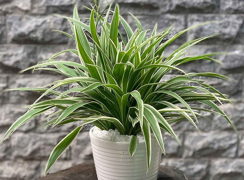  Vào ban đêm, khi hầu hết thực vật ngừng quang hợp và bắt đầu “thở” thì loài này tiếp tục giải phóng oxy, hấp thụ các chất có hại trong không khí và mang lại sự trong lành cho môi trường sống của gia chủ.