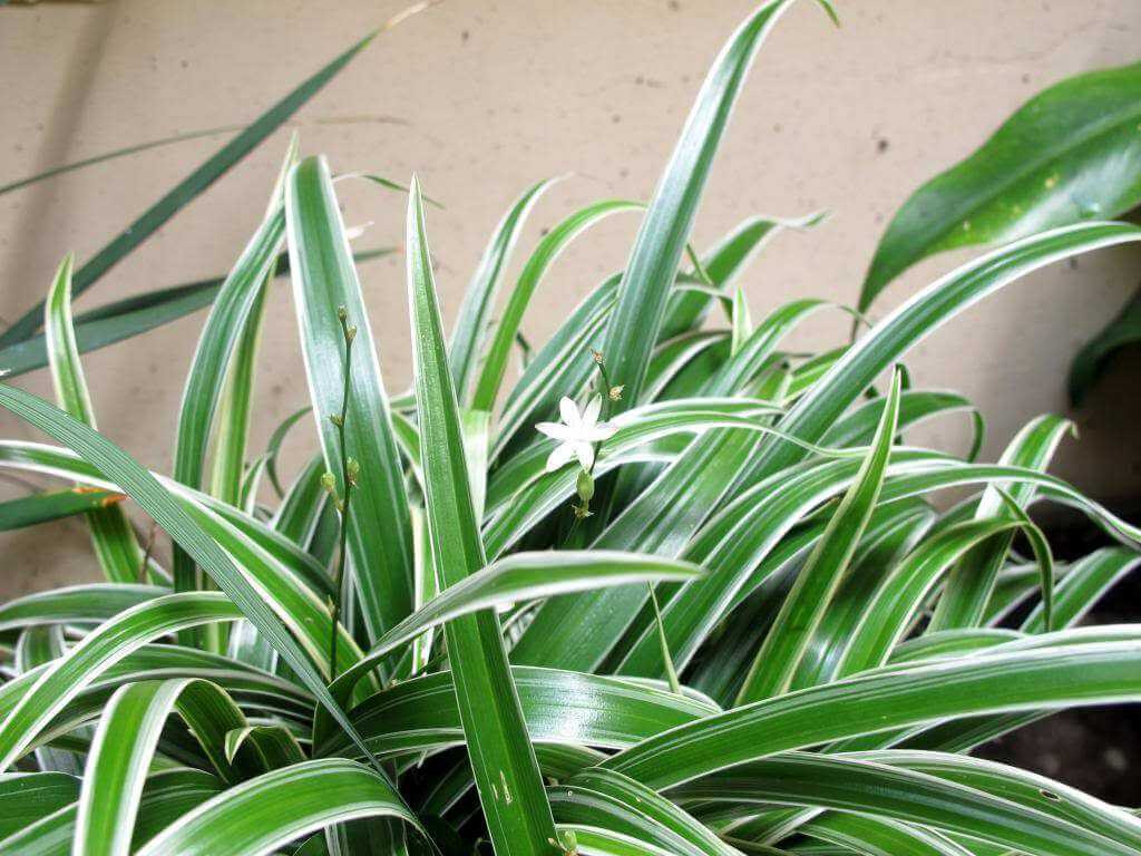  2. Cây dây nhện: Em này được biết đến với một cái tên khác là cỏ lan chi. Đây là loài có sức sống vô cùng mãnh liệt ngay cả khi bạn không có thời gian chăm sóc chúng. Dây nhện nổi bật với những tán lá vươn dài tựa như một thác nước xanh tươi. 