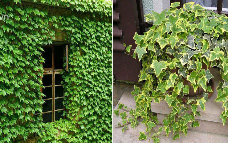  4. Cây thường xuân: Cây thường xuân là biểu tượng của sức sống xanh tươi. Sự tồn tại của nó giống như một bộ lọc không khí trong lành, có thể làm giảm hiệu quả nồng độ các khí độc hại như benzen và formaldehyd trong phòng, mang lại cảm giác trong lành cho chủ nhân hít thở. 