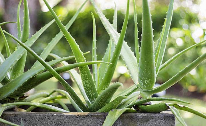  6. Cây lô hội: Sự quyến rũ của nha đam nằm ở bản sắc kép của nó: Vừa là cây cảnh tô nét xanh tươi cho không gian sống lại vừa có nhiều công dụng tuyệt vời trong làm đẹp.