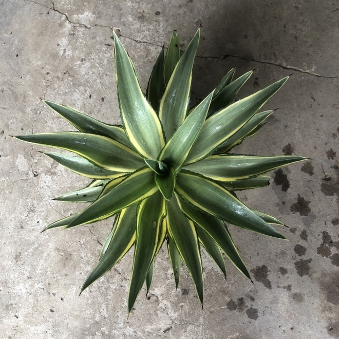 Nó có thể hấp thụ hiệu quả các chất có hại trong nhà, chẳng hạn như formaldehyde, benzen... và cũng có thể giải phóng oxy vào ban đêm để cải thiện không khí trong nhà.