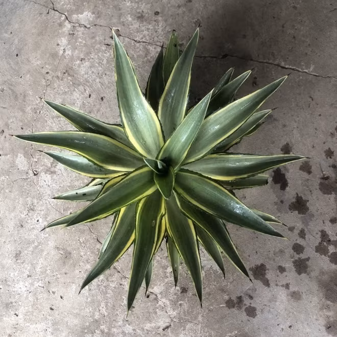 Nó có thể hấp thụ hiệu quả các chất có hại trong nhà, chẳng hạn như formaldehyde, benzen... và cũng có thể giải phóng oxy vào ban đêm để cải thiện không khí trong nhà.