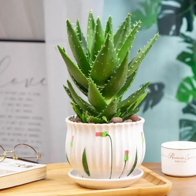 Sở dĩ những người thông minh chọn trồng nha đam vì họ biết rằng trong thời đại mà sắc đẹp và sức khỏe được ưu tiên số 1, việc sở hữu một chậu nha đam giống như có một người bảo vệ thầm lặng.