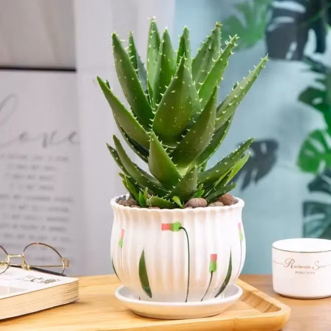 Sở dĩ những người thông minh chọn trồng nha đam vì họ biết rằng trong thời đại mà sắc đẹp và sức khỏe được ưu tiên số 1, việc sở hữu một chậu nha đam giống như có một người bảo vệ thầm lặng.