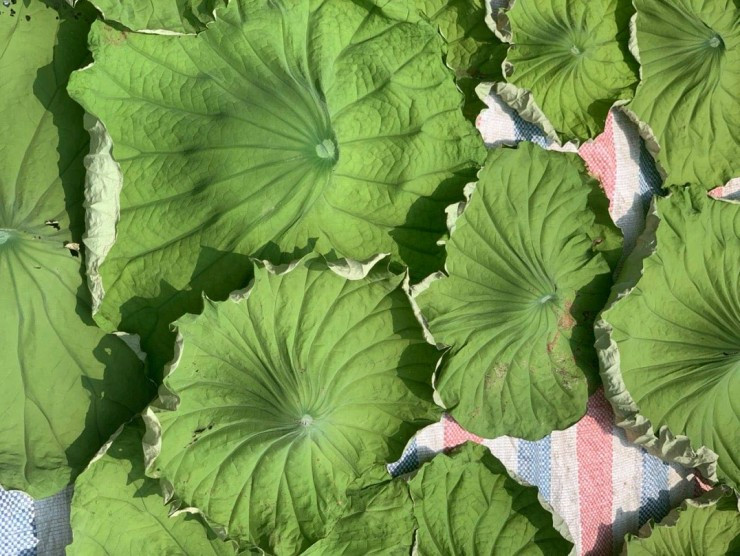 Loai la kho cong dung vang 10, ban 400.000 dong/kg van chay hang-Hinh-2