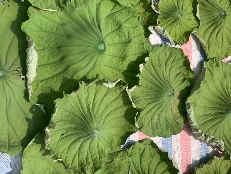 Loai la kho cong dung vang 10, ban 400.000 dong/kg van chay hang-Hinh-2