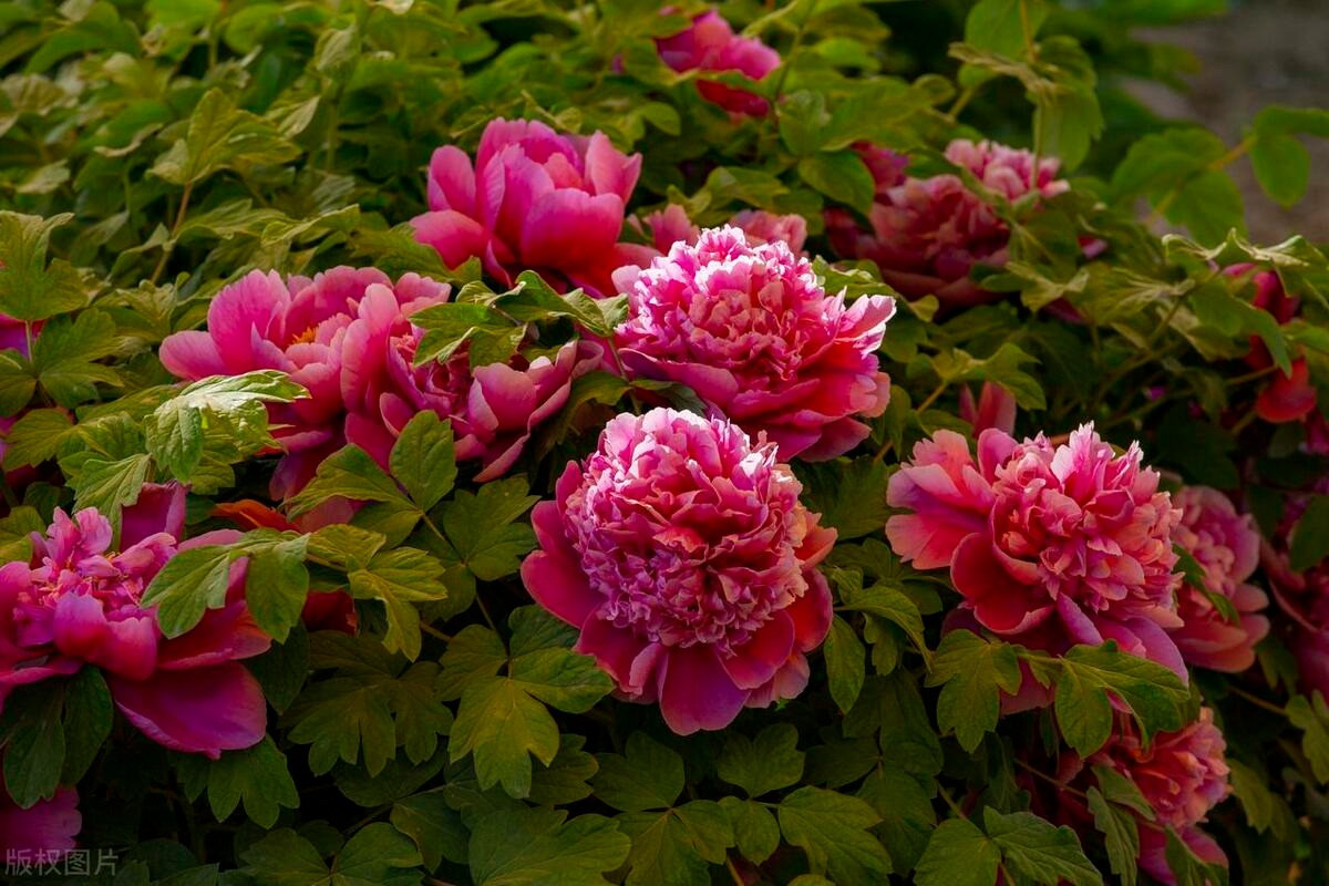  Theo người xưa, trồng mẫu đơn trong nhà chính là muốn cầu một cuộc sống phú quý dài lâu, công thành danh toại, hạnh phúc ngập tràn. Loài hoa này hoa to, nhiều màu sắc, vô cùng kiêu sa, sang trọng là "vua" của các loài hoa và ít hoa nào đẹp bằng.