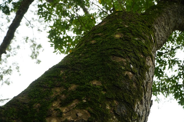 Thân cây xà cừ xù xì, rêu phong phủ kín.
