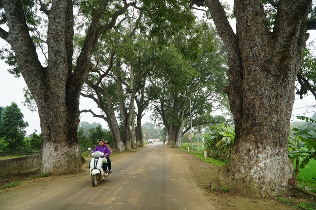 Theo các cụ cao niên ở thị trấn Nưa, hàng cây trên được trồng từ thời Pháp, có cách đây khoảng hơn 100 năm.