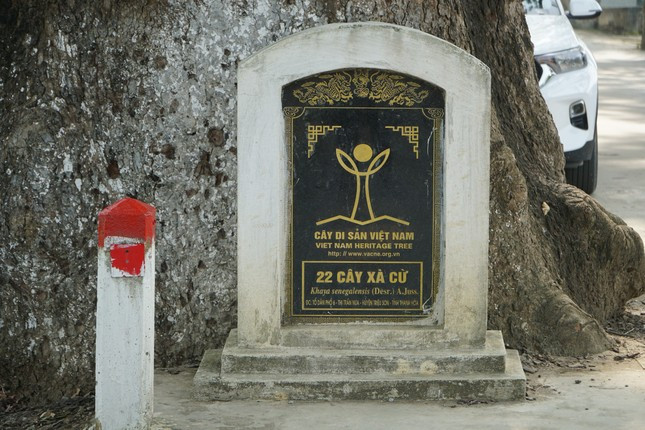 "Hàng cây này được Hội Bảo vệ di sản và Môi trường Việt Nam công nhận là Cây Di sản Việt Nam vào đầu năm 2023"- ông Lê Văn Sơn, cán bộ văn hóa thị trấn Nưa cho biết.
