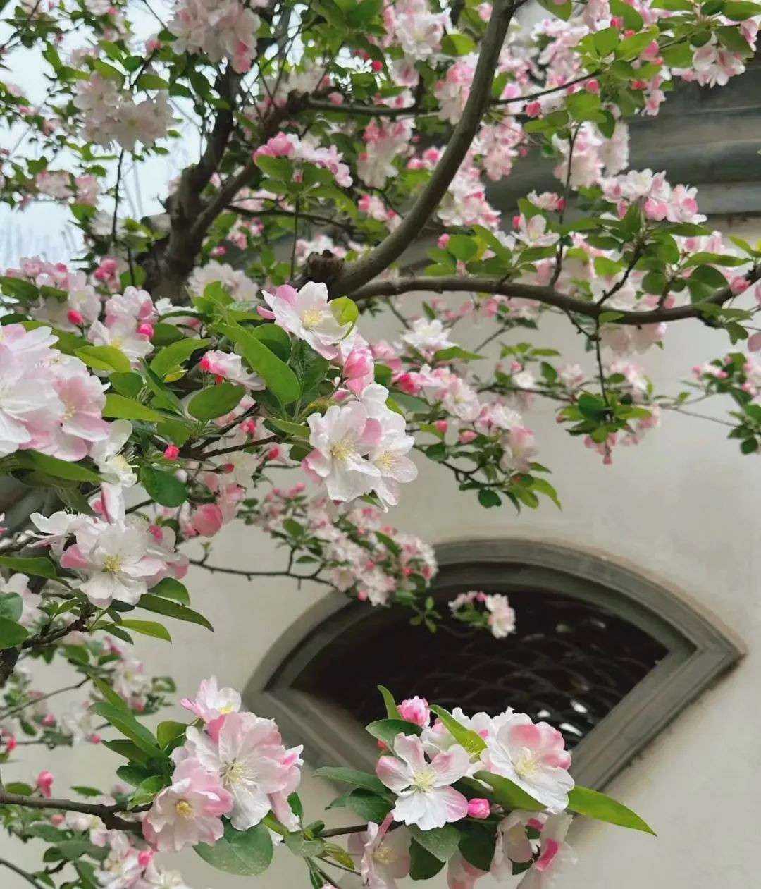 Nếu không có sân, bạn hãy chọn cây cảnh tây phủ hải đường bonsai dáng đẹp, hoa nở tinh tế và sang trọng. Bày một chậu cây cảnh này trong phòng khách sẽ mang mùa xuân vào nhà, rất độc đáo và quyến rũ. 