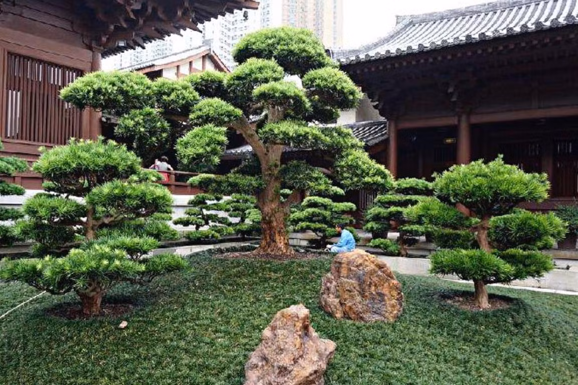 Do đó, nhìn cây cảnh này trước cửa nhà chắc chắn có thể đoán được gia cảnh của chủ nhà khấm khá, giàu có ra sao. Cây tùng La Hán càng lớn, hình dáng càng độc lạ, uy nghiêm thì gia đình càng thịnh vượng, giàu có.