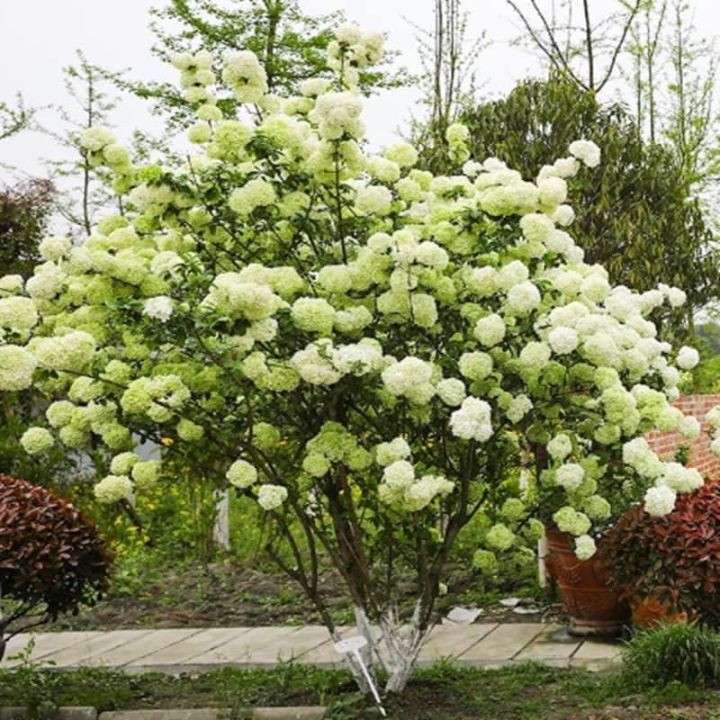  5. Cây cảnh: Cẩm tú cầu thân gỗ Cẩm tú cầu thân gỗ Trung Quốc (tên tiếng Anh là Chinese snowball, tên khoa học là Viburnum macrocephalum) còn có tên gọi khác là tuyết cầu thân gỗ.