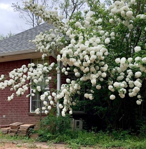 Nhà nào có cây cảnh này nở hoa trắng muốt trước cửa có thể thấy gia đình đó "không giàu cũng phú quý". Cây cảnh cẩm tú cầu thân gỗ nở hoa nhìn rất thịnh vượng, sung túc. Cây cảnh này không chỉ mang cho không gian sự tươi mới, mà còn có mang ý nghĩa phong thủy tốt đẹp giúp cho gia chủ có nhiều may mắn trong cuộc sống, tài lộc dồi dào. 