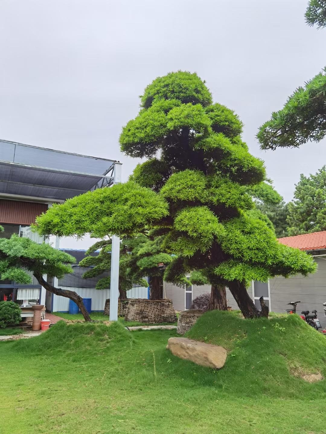 Cây giống tùng La Hán không đắt lắm nhưng những cây cảnh cao lớn, hình dáng đẹp, thế lạ thì rất đắt. Vì thế, nếu muốn có cây cảnh "truyền đời" và là gia tài để lại cho con cháu, bạn có thể bắt đầu trồng tư cây tùng La Hán nhỏ. Người xưa cũng có câu: "Tổ tiên trồng cây, con cháu hưởng bóng mát". Ông cha trồng cây có thể truyền lại sự phú quý, thịnh vượng cho con cháu nhiều đời về sau. 