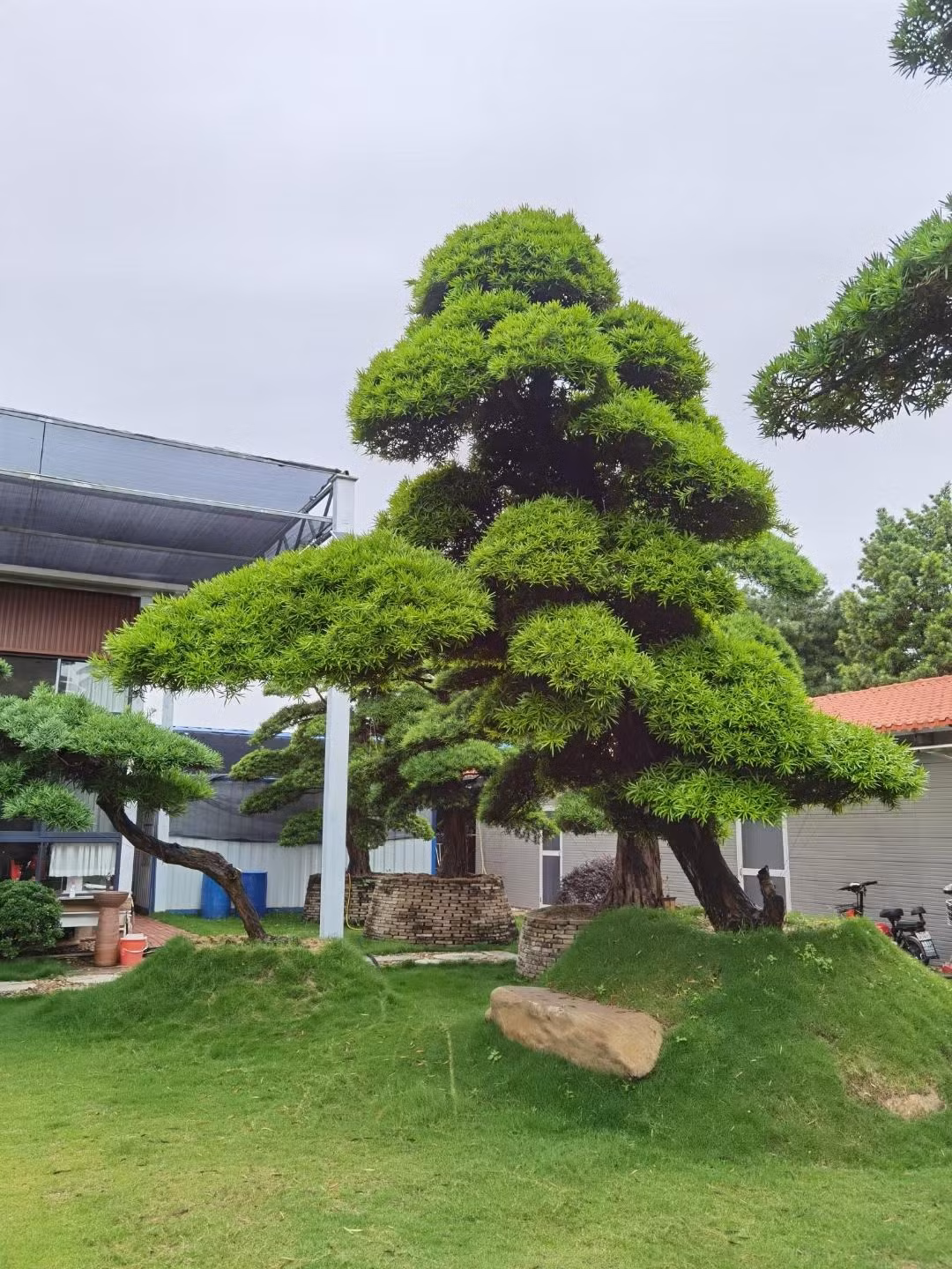 Cây giống tùng La Hán không đắt lắm nhưng những cây cảnh cao lớn, hình dáng đẹp, thế lạ thì rất đắt. Vì thế, nếu muốn có cây cảnh "truyền đời" và là gia tài để lại cho con cháu, bạn có thể bắt đầu trồng tư cây tùng La Hán nhỏ. Người xưa cũng có câu: "Tổ tiên trồng cây, con cháu hưởng bóng mát". Ông cha trồng cây có thể truyền lại sự phú quý, thịnh vượng cho con cháu nhiều đời về sau. 