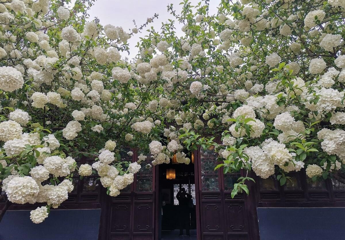  Tuy nhiên, khi cây cảnh nở hoa thì nở rất nhiều, toàn thân trắng muốt như được phủ tuyết. Bạn trồng cây cảnh này hôm nay thì vài chục năm nữa bạn sẽ được tự hào vì quyết định của mình. Khi cây cảnh lớn lên, hoa nở nhiều, kéo dài, đẹp đẽ và quý phái, mang lại giá trị lớn kể cả tinh thần lẫn kinh tế. 