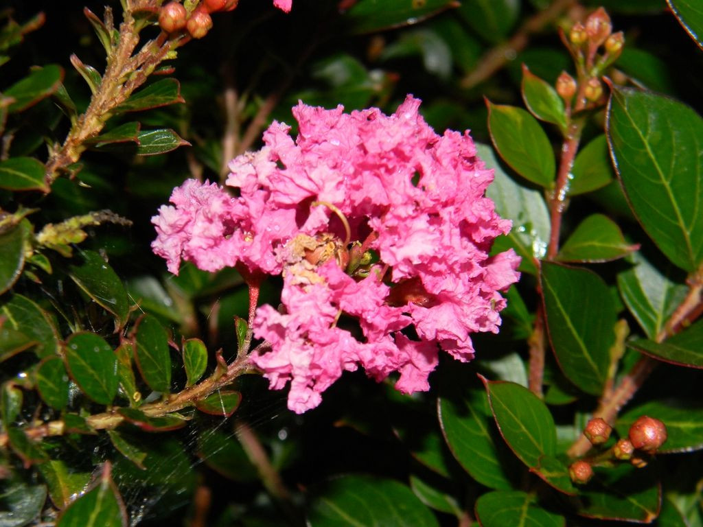  4. Cây cảnh: Tường vi Cây tường vi (tên tiếng Anh là Crepe Mytle, tên khoa học là Lagerstroemia indica Linn) mang đến những bông hoa mùa hè sặc sỡ.