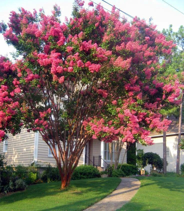 Đây là cây cảnh cát tường, được coi là đại diện "ngôi sao may mắn" trong thế giới phàm trần, thu hút tài lộc vào nhà và được nhiều người yêu thích. Đặc biệt thời xa xưa, một số gia đình giàu có, khá giả hầu hết đều thích trồng cây cảnh tường vi trước sân nhà. Thứ nhất là cây cảnh này có ý nghĩa tốt, thứ hai là vì thời gian ra hoa của nó kéo dài và có thể nở hoa từ mùa xuân sang thu, đặc biệt bùng nổ vào mùa hè.