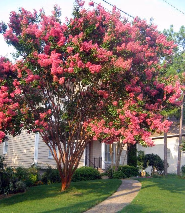 Đây là cây cảnh cát tường, được coi là đại diện "ngôi sao may mắn" trong thế giới phàm trần, thu hút tài lộc vào nhà và được nhiều người yêu thích. Đặc biệt thời xa xưa, một số gia đình giàu có, khá giả hầu hết đều thích trồng cây cảnh tường vi trước sân nhà. Thứ nhất là cây cảnh này có ý nghĩa tốt, thứ hai là vì thời gian ra hoa của nó kéo dài và có thể nở hoa từ mùa xuân sang thu, đặc biệt bùng nổ vào mùa hè.