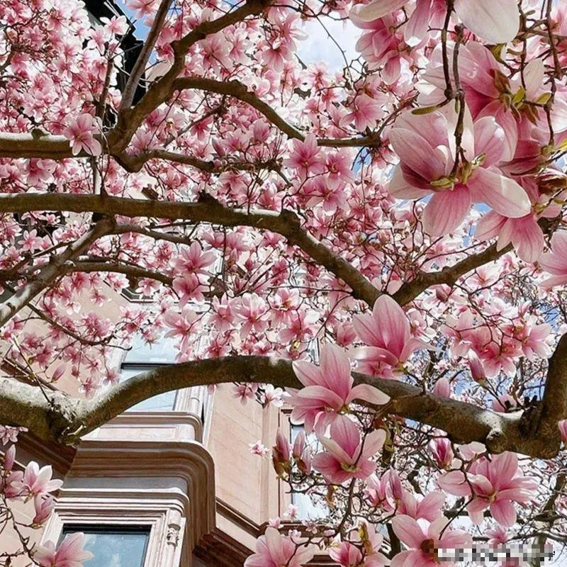  Ngoài ra hoa mộc lan còn là biểu tượng cho sự giàu sang, quý phái nên khi nhìn vào cây hoa này các vị khách ghé thăm nhà cũng biết được quyền lực của chủ nhà.
