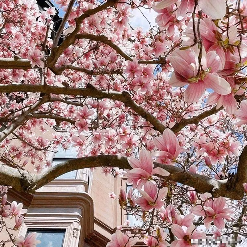  Ngoài ra hoa mộc lan còn là biểu tượng cho sự giàu sang, quý phái nên khi nhìn vào cây hoa này các vị khách ghé thăm nhà cũng biết được quyền lực của chủ nhà.