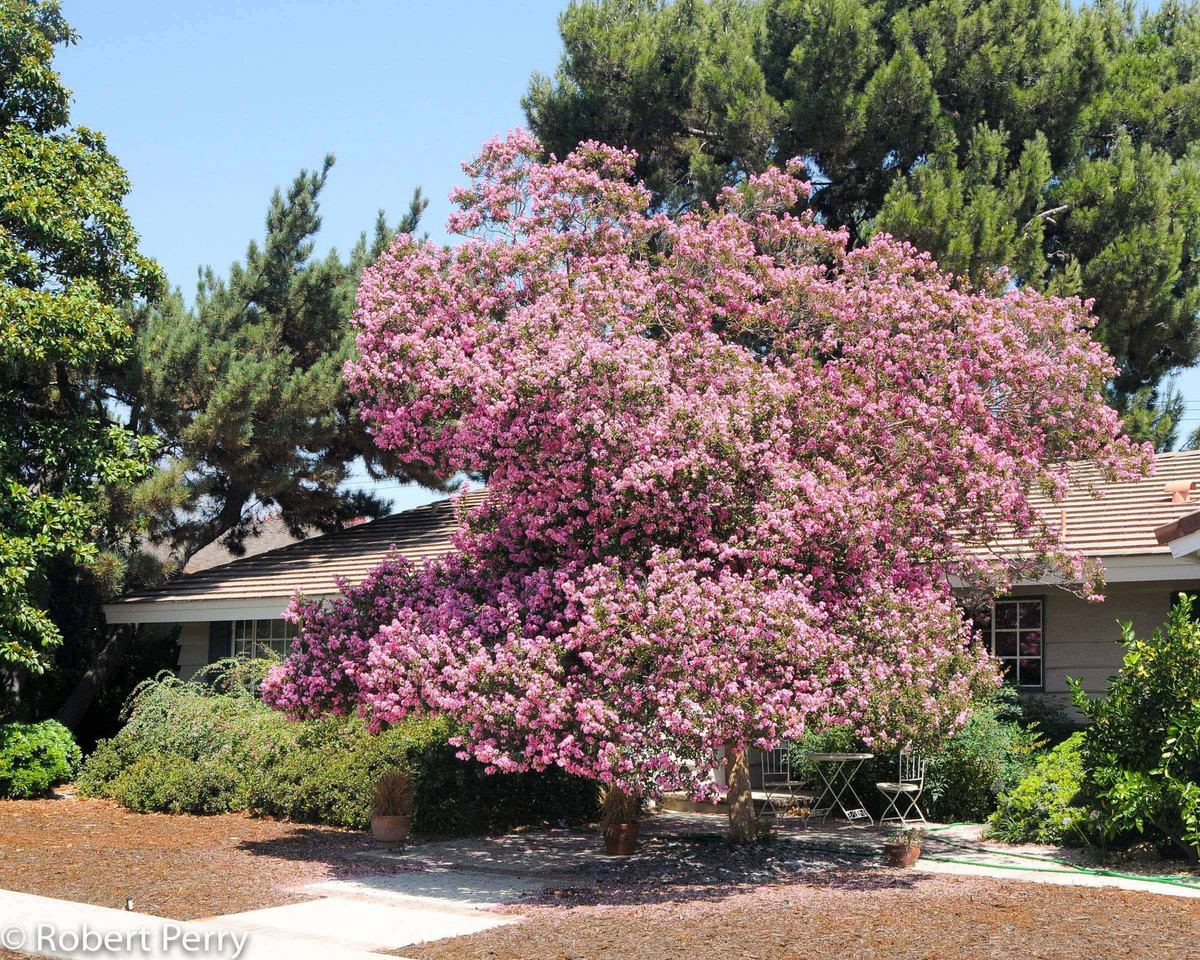 Đồng thời loài hoa này còn có khả năng xua đuổi tà ma và những điềm xấu, những xui xẻo mang đến những điều tốt đẹp cho gia chủ. 