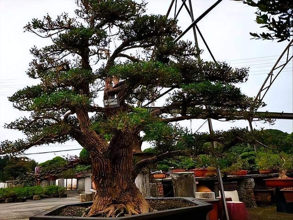 Ý nghĩa của hoàng dương (Buxus) nó rất tốt lành nên thời xa xưa, nhiều người, đặc biệt là các gia đình quan lại thích trồng cây hoàng dương. Những gia đình có cây hoàng dương lớn trước nhà không phú tất quý, không chỉ "giàu có" mà còn là "danh gia vọng tộc". Trường thọ, sang trọng, đắt giá, cây cảnh hoàng dương xứng đáng để trở thành báu vật truyền đời từ thế hệ này qua thế hệ khác.